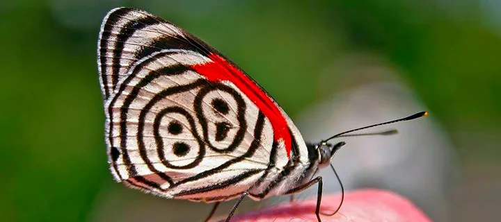 Mariposario