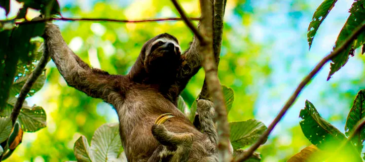 Expedición Pacaya Samiria (5D/4N) - Desde Iquitos